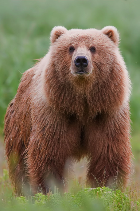 Kodiak Bear