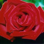 What’s in a Name? A Rose by Any Other Name Smells Just as Sweet …